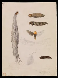 Saundersův Case-Moth, Metura elongatus